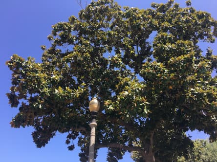 A Magnolia tree in Pasadena, CA